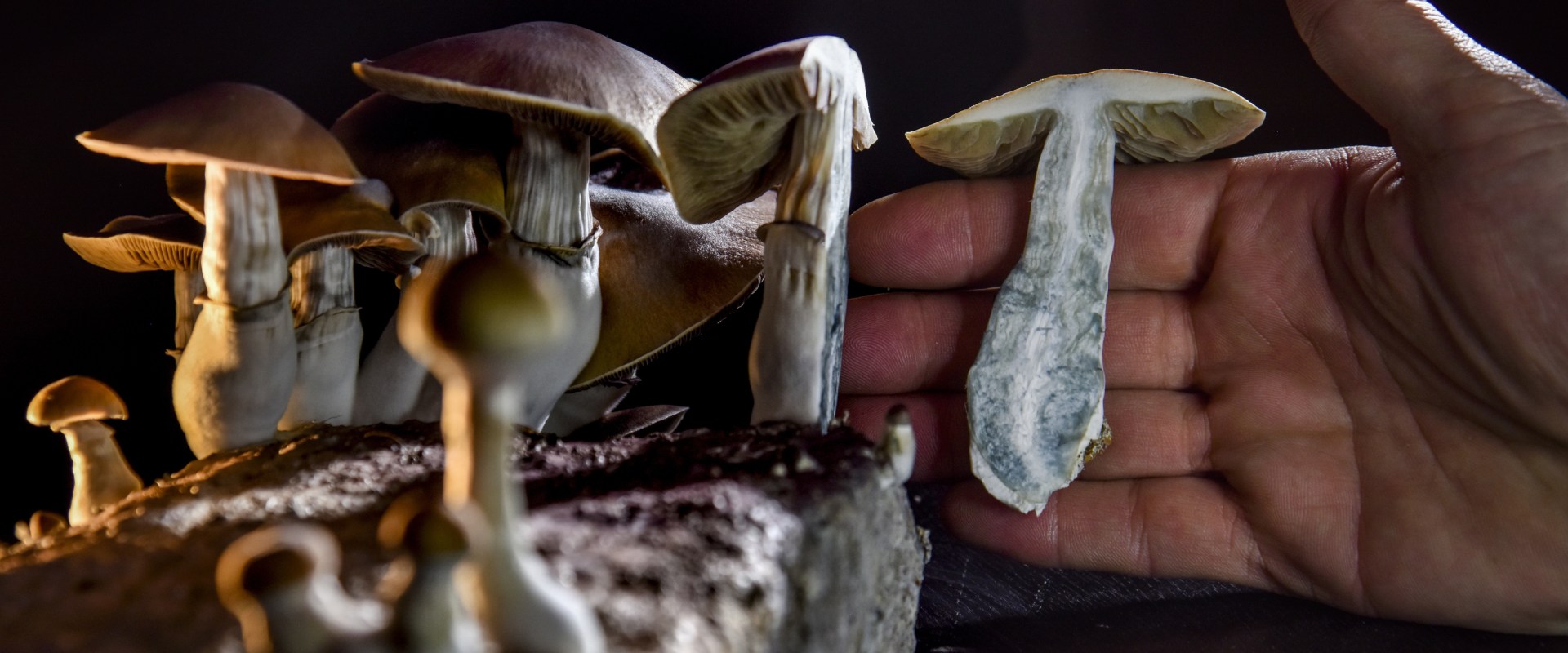 Why should drugs be decriminalized?