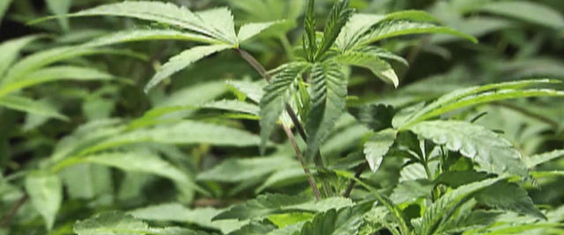 Where does legal weed come from?