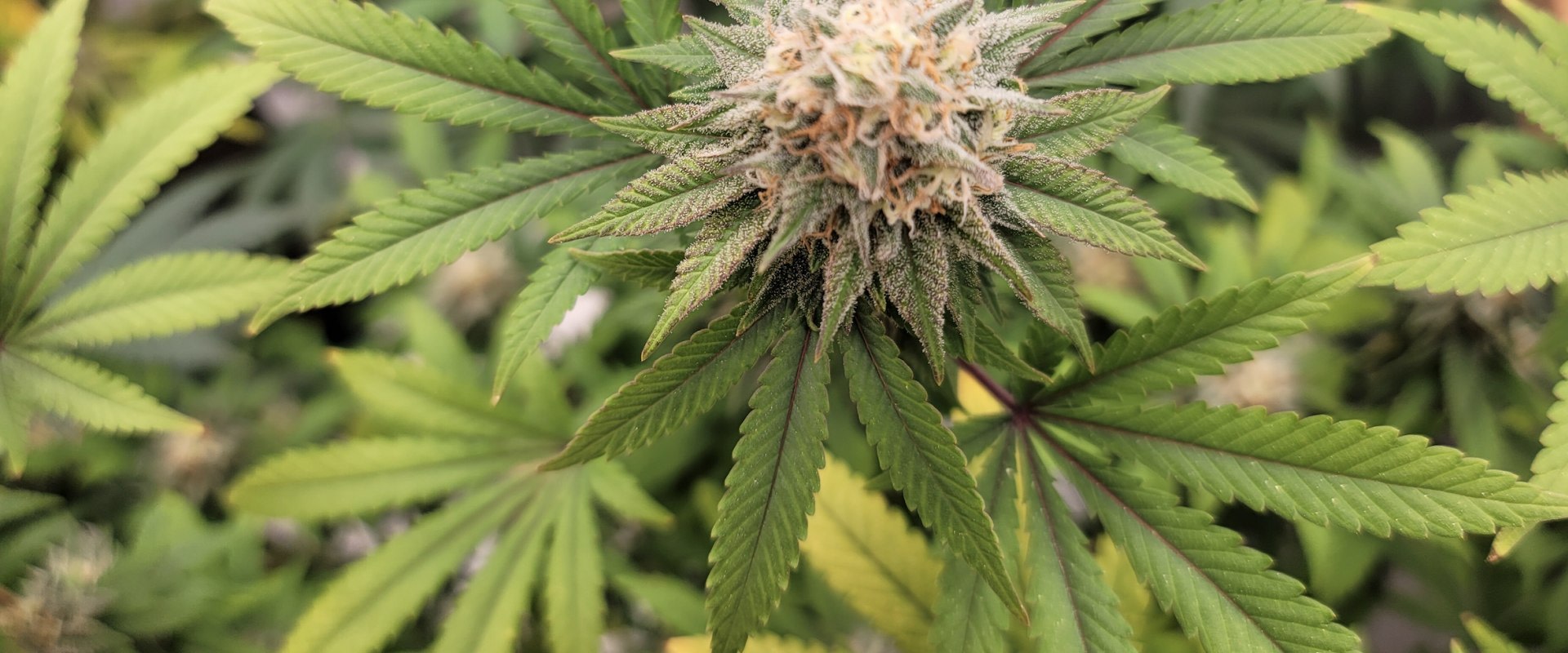 Legalize Marijuana In Mississippi: The Advantages And Disadvantages