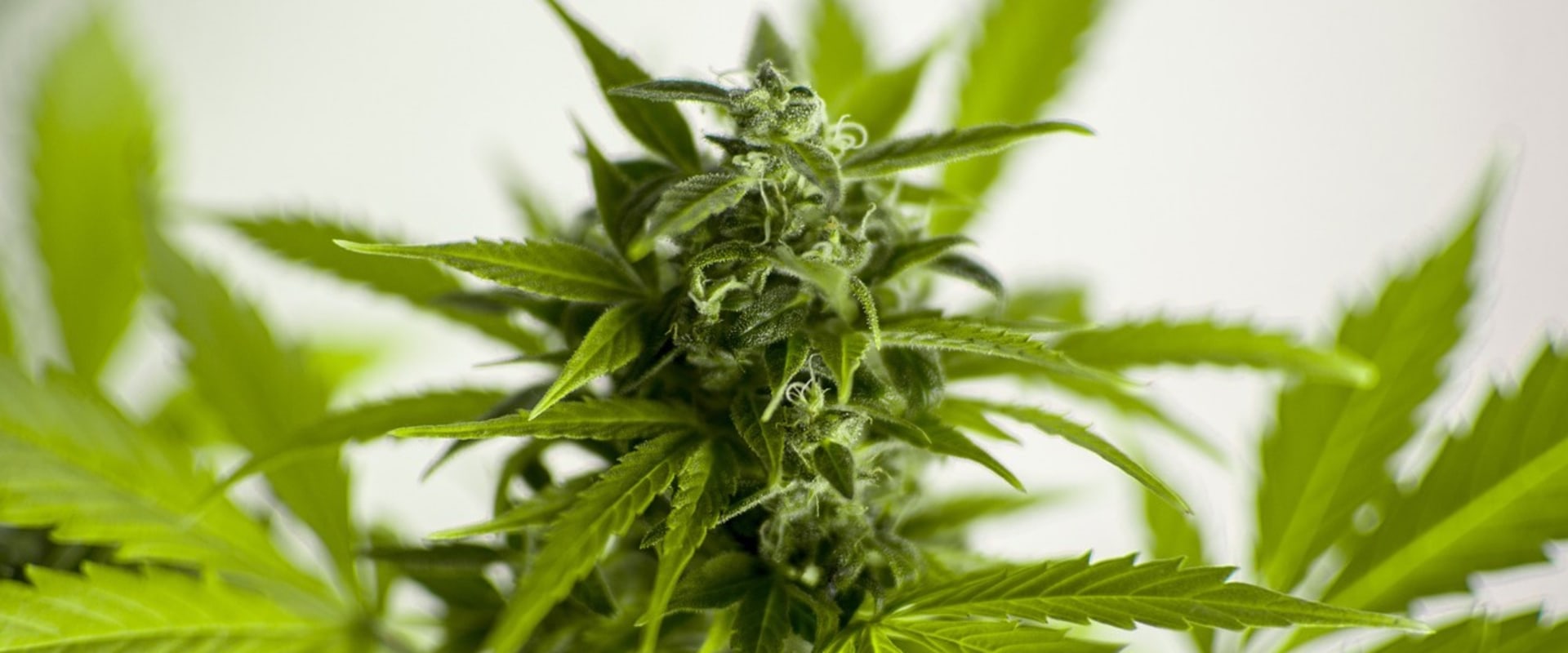 How does legalization affect drug use?