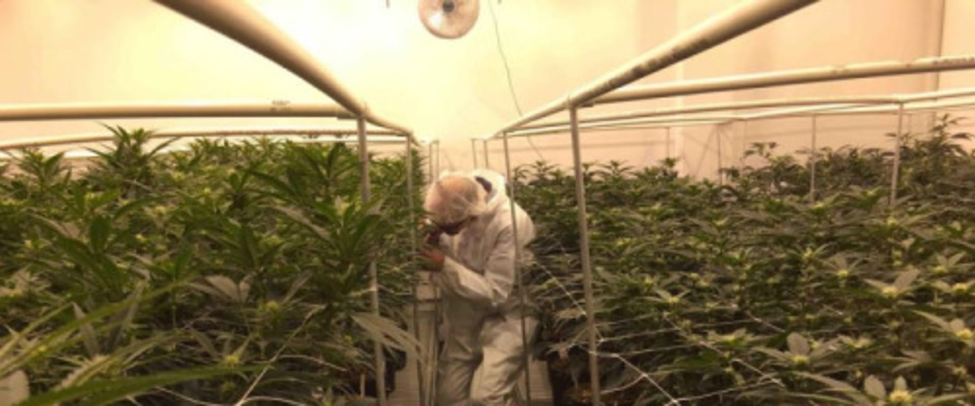 How Would Legalizing Marijuana Impact The Economy?
