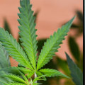 Why should we legalize marijuanas?