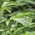 Where does legal weed come from?