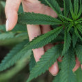 Why should marijuanas be legalized in the philippines?