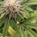 Legalize Marijuana In Mississippi: The Advantages And Disadvantages