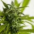 How does legalization affect drug use?