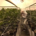 How Would Legalizing Marijuana Impact The Economy?