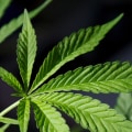 What happens when you legalize something?