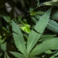 What is the drug legalization debate?