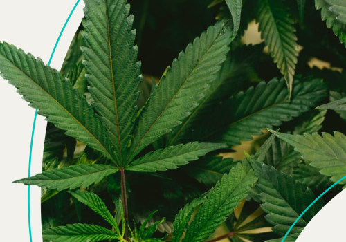 How would legalization of drugs help the economy?