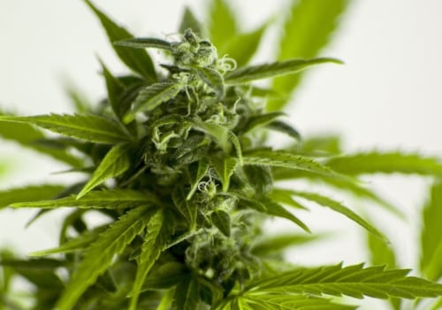 How does legalization affect drug use?