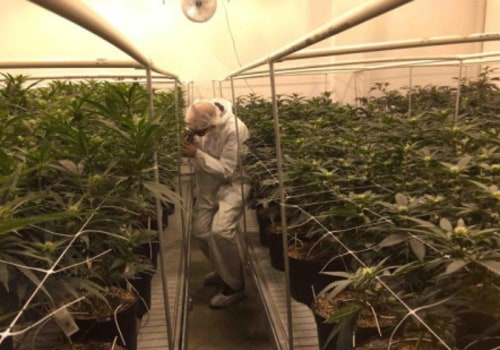 How Would Legalizing Marijuana Impact The Economy?